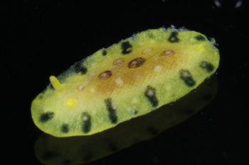 Media type: image;   Malacology 393878 Description: live specimen;